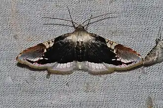 Rhodoneura acaciusalis