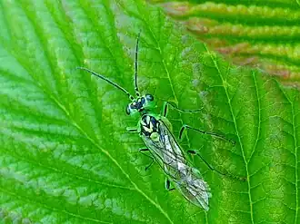 Rhogogaster chlorosoma