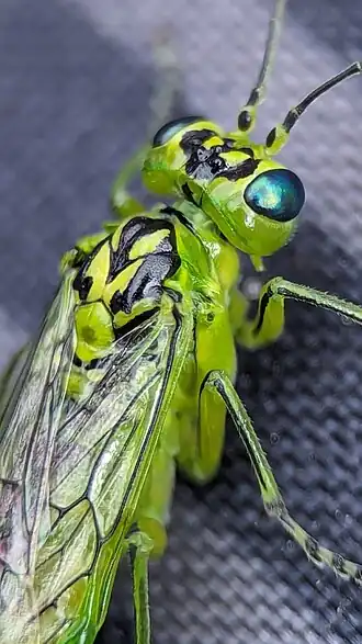 Rhogogaster chlorosoma