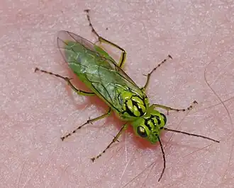 Rhogogaster punctulata