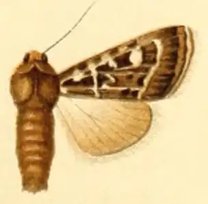 Chersotis larixia