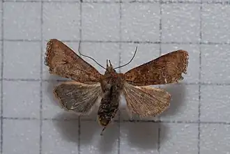 Rhynchaglaea taiwana