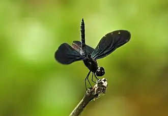 Rhyothemis plutonia