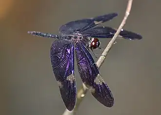 Rhyothemis princeps