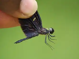 Rhyothemis splendens