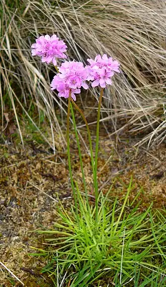 Bloeiende Riednelke (Armeria maritima subsp. purpurea)
