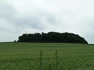 Bosgebied van de Tumulus van Genoelselderen