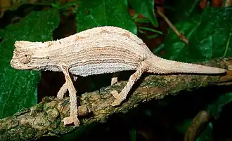 Rieppeleon kerstenii