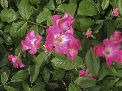 'Gay Vista' (Riethmuller, 1955)