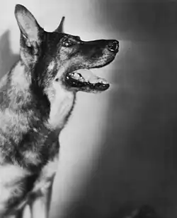 Duitse herder Rin Tin Tin (1929)