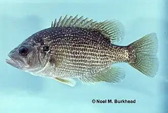 Ambloplites cavifrons