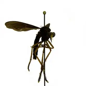 Diogmites platypterus