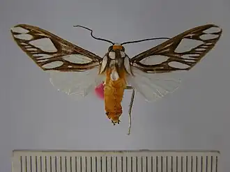 Robinsonia polyplagia