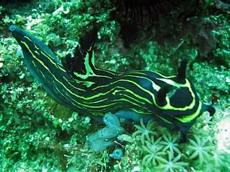 Roboastra luteolineata