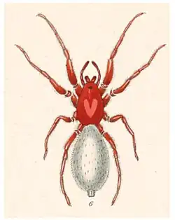 Roddenberryus sargi