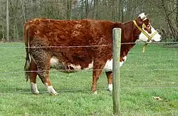 Hoogdrachtige rode blaarkop