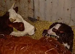 Een rode blaarkop met kalf