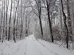 Een bospad in de sneeuw