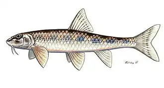 Romanogobio kesslerii