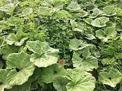 Rompgemeenschap met groot hoefblad