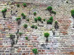 Rompgemeenschap met gele helmbloem