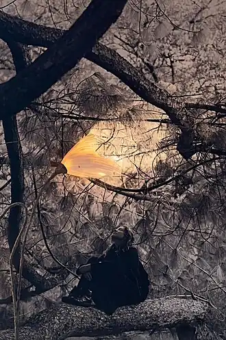 Roos Van de Velde in favoriete boom, belicht met eigen creatie (collage 2022)