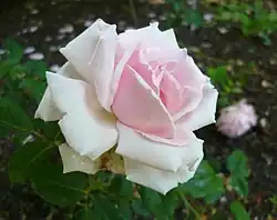 'Blairii No. 1' (Blair, 1830)