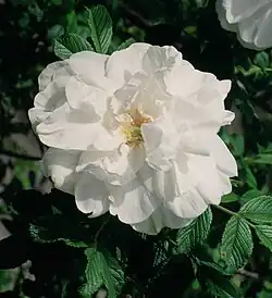 'Blanc Double de Coubert' (Cochet-Cochet, 1892)