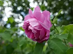 'Gros Choux d'Hollande' (onbekend, voor 1589)