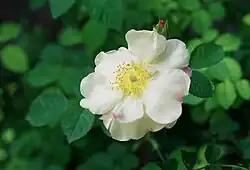 'Rubrotincta' (James Lee, voor 1829)