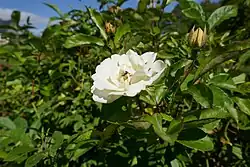 'La Rosée' (Turbat, 1920)