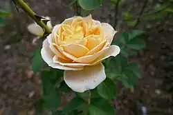 'Parfum de Mireille' (Dittière, 2012)