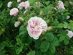 'Céline' (Laffay, 1835)