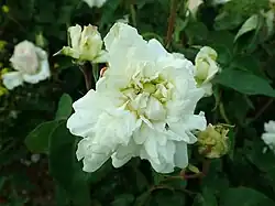 'Edith de Murat' (Ducher, 1858)