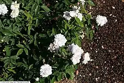 'Mary Washington' (onbekend, voor 1890)