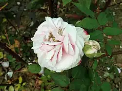 'Perle d'Angers' (Moreau-Robert, 1879)