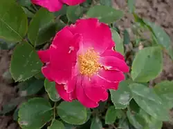 'Rödhätte' (Poulsen, 1911)