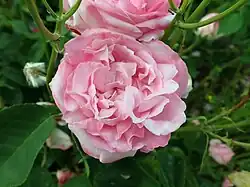 'Toussaint-Louverture' (Miellez, 1849)