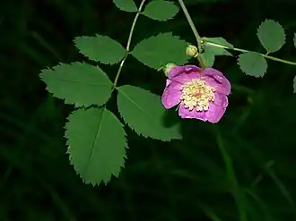 Rosa gymnocarpa
