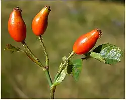 Klierharen bij de kleinbloemige roos
