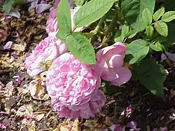 'Jean Bodin' (Vibert, 1847)