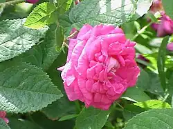 'Rose du Roi' (Comte Lelieur de Ville-sur-Arce, 1812)