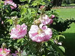 'Celsiana Prolifera' (François Cels, voor 1824)