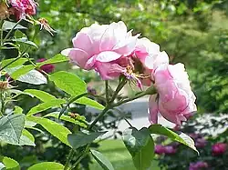 'Coupe d'Hébé' (Laffay, 1840)