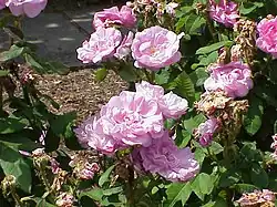 'Duchesse de Verneuil' (Portemer, 1856)