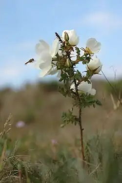 Duinroos met zweefvlieg
