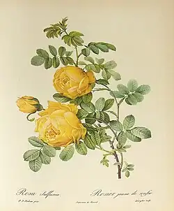 Botanische lithografie van Pierre-Joseph Redouté