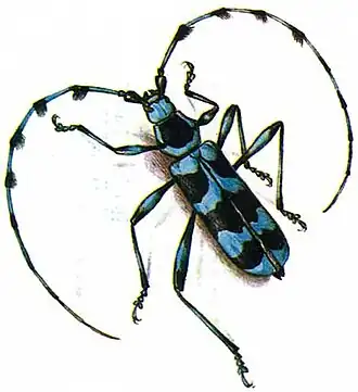 Rosalia coelestis