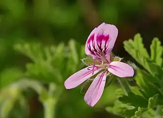 Rozenpelargonium
