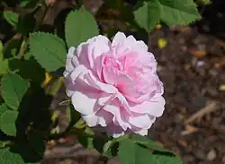 'Rose de Meaux' (onbekend, voor 1659)